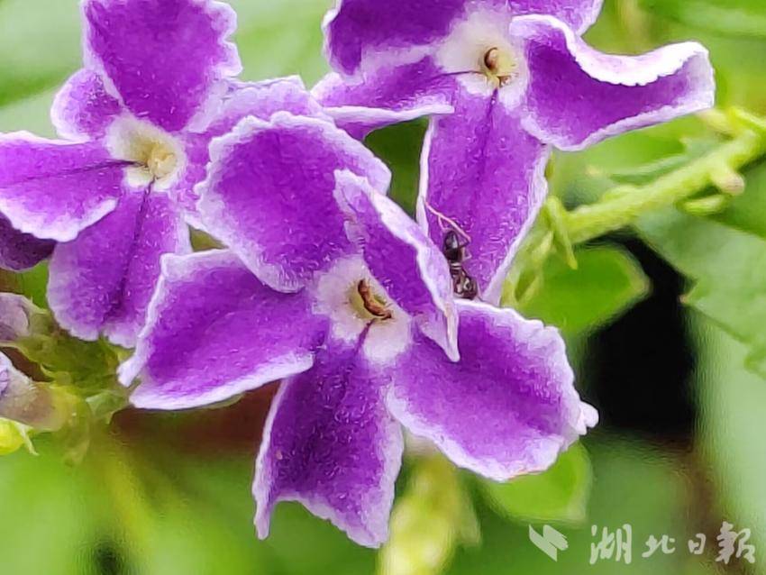 菲律宾新濠集团